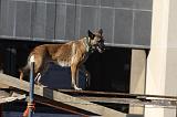 CHIEN D'INTERVENTION 069